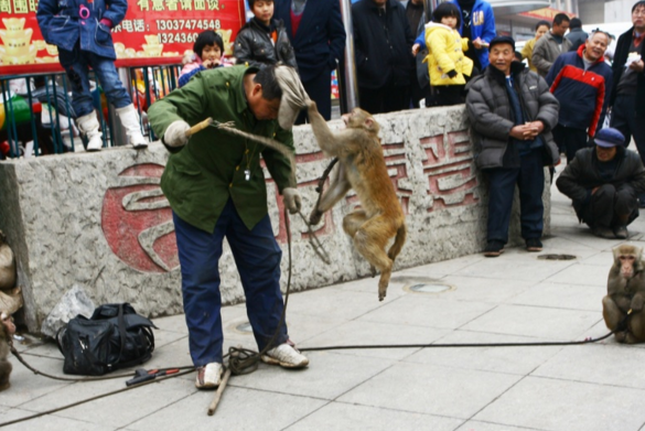 耍猴经济